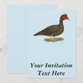Invitation Muscovy Drake Chocolat (Devant / Derrière)