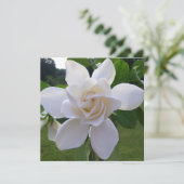 Invitation - Naturellement magnifique Gardenia (Debout devant)