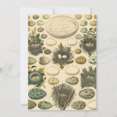 Invitation OEuf vintage Nid Art Peinture OEufs (Dos)