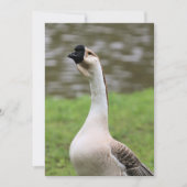 Invitation Oie (Devant)