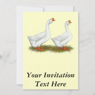 Invitation Oie blanche africaine