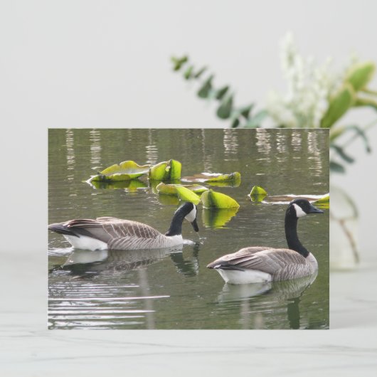 Invitation Oie du Canada (Debout devant)