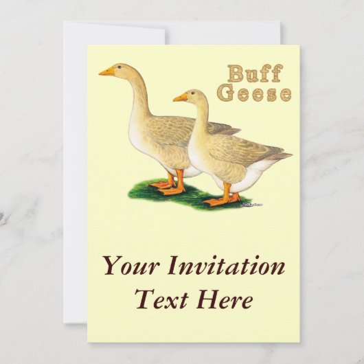 Invitation Oies : Buffs américains (Devant)
