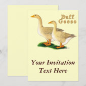 Invitation Oies : Buffs américains (Devant / Derrière)