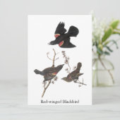 Invitation Oiseau à ailes rouges, John Audubon (Debout devant)