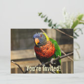 Invitation Oiseau Tropical Loriquet Perruche (Debout devant)