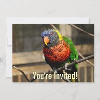 Invitation Oiseau Tropical Loriquet Perruche