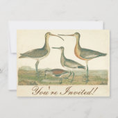 Invitation Oiseaux de marais Courlis Oiseaux (Devant)