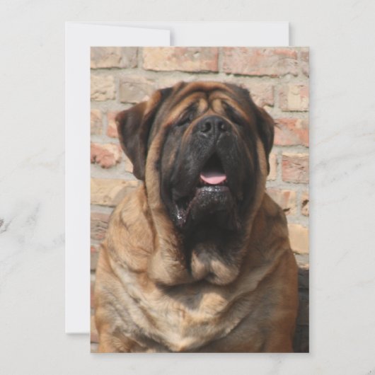 Invitation old english mastiff (Devant)