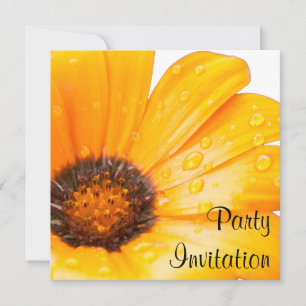 Invitation Orange Spring Flash African Daisy Photo