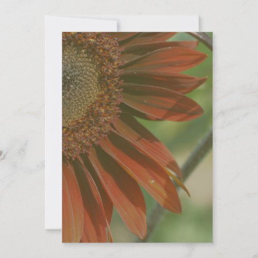 Invitation Orange Sunflower Petals Party (Dos)