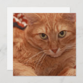Invitation Orange Tabby (Devant / Derrière)