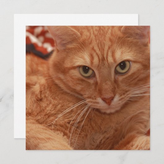 Invitation Orange Tabby (Devant / Derrière)