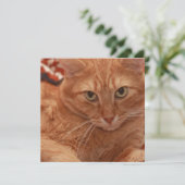 Invitation Orange Tabby (Debout devant)