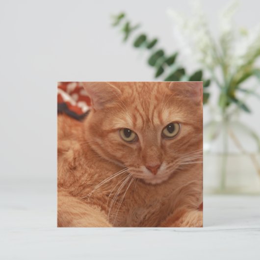 Invitation Orange Tabby (Debout devant)