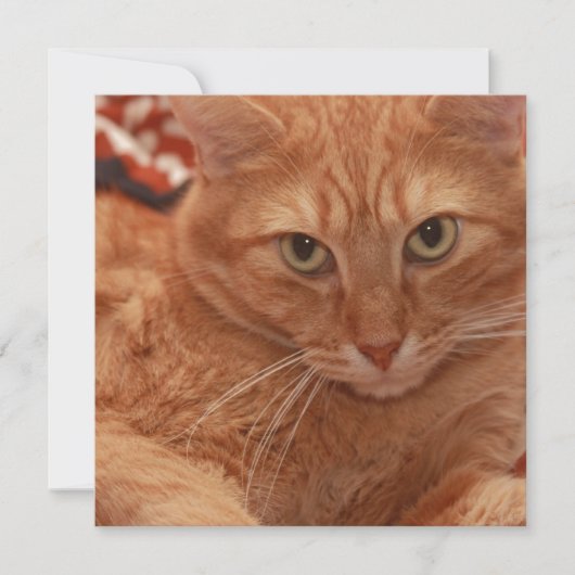 Invitation Orange Tabby (Devant)
