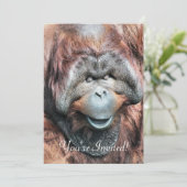 INVITATION ORANGUTANS (Debout devant)