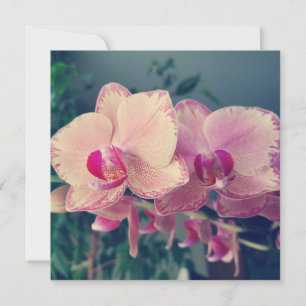Invitation Orchid phalaenopsis ppolka dot pink flowers
