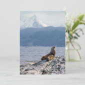 Invitation Otaries dans le canal beagle - Argentine (Debout devant)