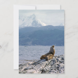 Invitation Otaries dans le canal de Beagle - Argentine