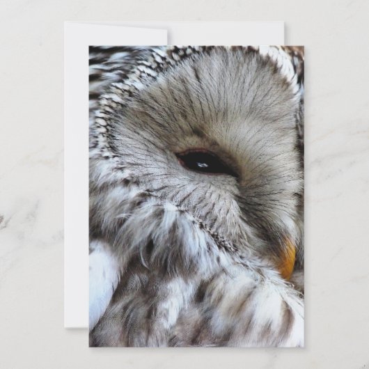 INVITATION OWLS (Devant)