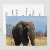 Invitation Pachyderme (Devant / Derrière)