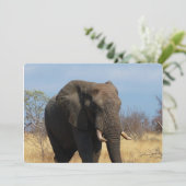 Invitation Pachyderme (Debout devant)