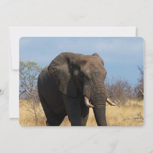 Invitation Pachyderme (Devant)