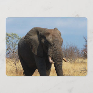 Invitation Pachyderme