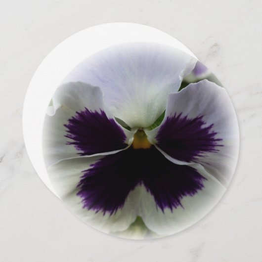 Invitation Pansement pourpre et blanc (Devant / Derrière)