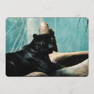 Invitation Panthère aux yeux percés