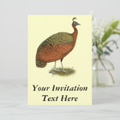 Invitation Paon : Congo Peahen (Debout devant)