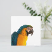 Invitation Parrot macaw (Debout devant)
