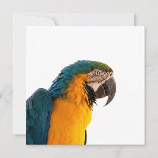 Invitation Parrot macaw (Devant)