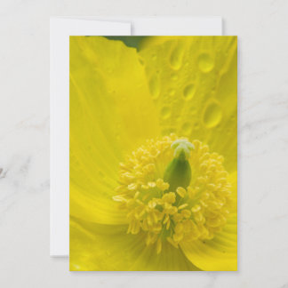 Invitation Pavot jaune oriental