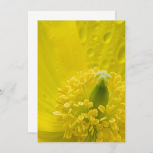 Invitation Pavot jaune oriental (Devant / Derrière)