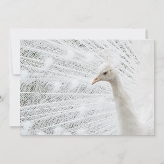 Invitation Peacock blanc belles plumes (Devant)