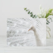 Invitation Peacock blanc belles plumes (Debout devant)