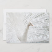 Invitation Peacock blanc belles plumes (Dos)