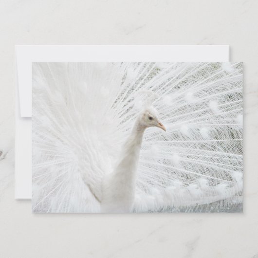 Invitation Peacock blanc belles plumes (Dos)