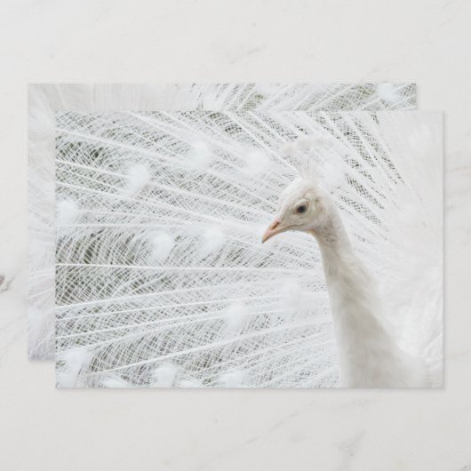 Invitation Peacock blanc belles plumes (Devant / Derrière)