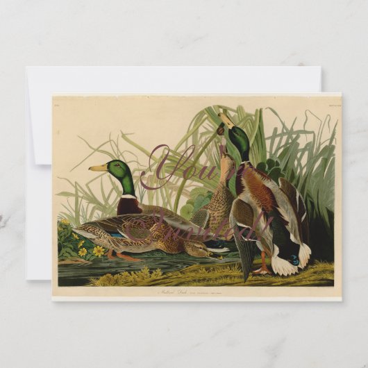 Invitation Peinture d'oiseaux de Mallard Duck Audubon (Devant)