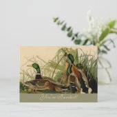 Invitation Peinture d'oiseaux de Mallard Duck Audubon (Debout devant)