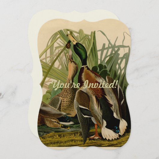 Invitation Peinture d'oiseaux de Mallard Duck Audubon (Devant / Derrière)
