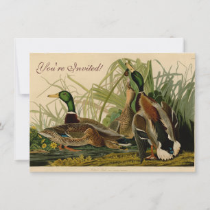 Invitation Peinture d'oiseaux de Mallard Duck Audubon