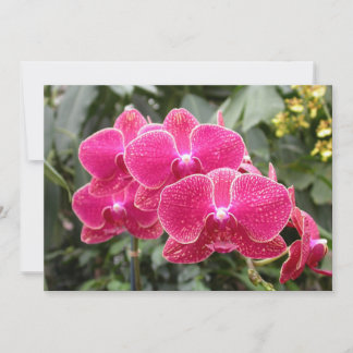 Invitation Phaléonopsis rose