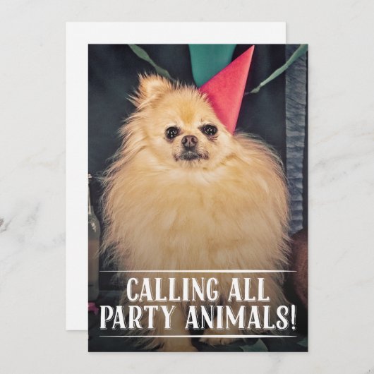 INVITATION PHOTO ANNIVERSAIRE DU CHIEN DE COMPAGNI (Devant / Derrière)