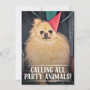 INVITATION PHOTO ANNIVERSAIRE DU CHIEN DE COMPAGNI