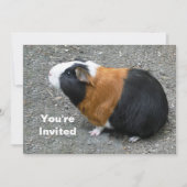 Invitation Photo de Cochon de Guinée Anniversaire (Devant)