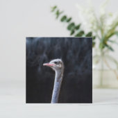 Invitation Photographie d'autruche (Debout devant)